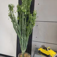 افوربیا دفرمه دو متری