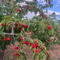 اقساطی-انواع-باغات-میوه