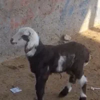 خرید فروش بره وبزغاله شیری بازاربزرگ تربت حیدریه