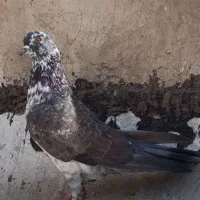 نر سینماش قاره خرمایی ابلق تیکه پاره شازده|پرنده|قم, آزادگان|دیوار