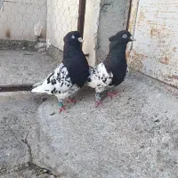 نروماده کله سیاه مولد