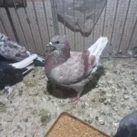 کینگ|پرنده|تهران, تختی|دیوار