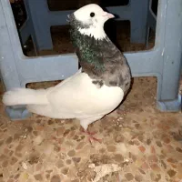 طوقی