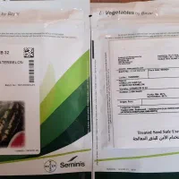 بذر هندوانه b32 از برند سمینیس