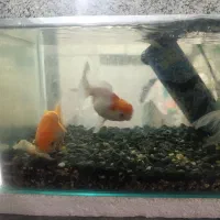 ماهی گلد فیش به همراه آکواریوم|ماهی|قم, نیروگاه|دیوار