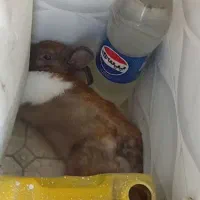 اگهی خرگوش بازیگوش