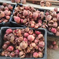 انار آب گیری