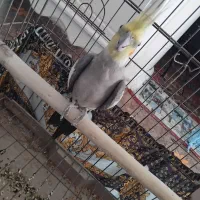 عروس هلندی به همراه قفس