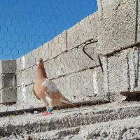 کفتر|پرنده|کازرون, |دیوار