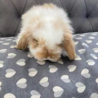 واگذاری رایگان خرگوش لوپ|موش و خرگوش|اصفهان, آبشار|دیوار