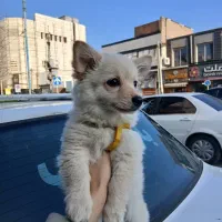 پامر روباهی