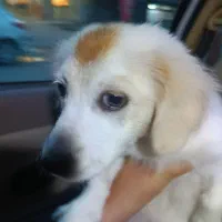 سگ شیتزو پامر