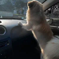 سگ پیدا شده