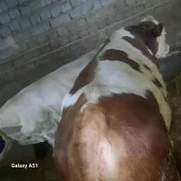 گاو نر گوشتی|حیوانات مزرعه|نظر کهریزی, |دیوار