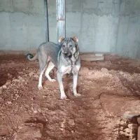 کانگال|سگ|تبریز, |دیوار