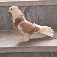 ماده هما شهرستانم