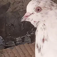 دوکبوتر یکی ماده ویکی نر هردوتا سالم واکسن زده|پرنده|ازنا, |دیوار