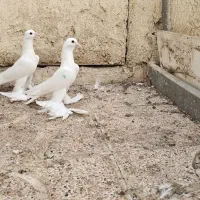 دو جوجه کبوتر لوتی