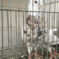 طوقی هفترنگ|پرنده|اصفهان, منتظرالمهدی|دیوار