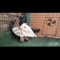 رنگی دوری|پرنده|دزفول, |دیوار