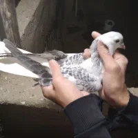 کفتر جوجه گرفتنی ۳۰۰ یه  دوکت شهرستانی|پرنده|پاکدشت, پاکدشت (مامازند)|دیوار