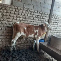 گوساله نر سوپر جنس