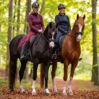 آموزش سوارکاری،خریدوفروش اسب