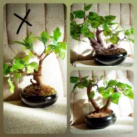 درخچه های تزیینی|گل مصنوعی|همدان, |دیوار