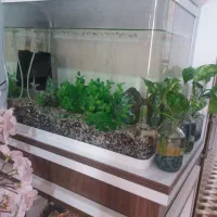 آکواریوم شیشیه خم درحدنو|ماهی|ابهر, |دیوار