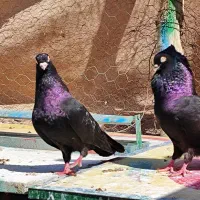 زاغ آبادانی تسو و صرب|پرنده|اردستان, |دیوار