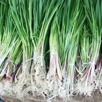 پیاز نشا (تولکی)