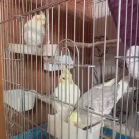 عروس هلندی بالغ و جوجه|پرنده|شیراز, آبیاری|دیوار