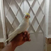 عروس هلندی فول آشتی سخنگو