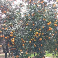 فروش پرتقال تامسون و خونی ۲۰تون|خوردنی و آشامیدنی|نشتارود, |دیوار