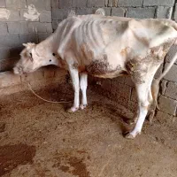 گاو شیری باگوساله ماده یک شکم زاییده|حیوانات مزرعه|رامهرمز, |دیوار
