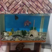 آکواریوم|ماهی|ماهدشت, |دیوار