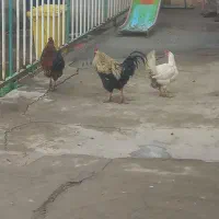 مرغ و خروس