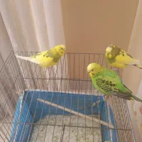 فروش سه عدد مرغ عشق دستی ،بدون قفس