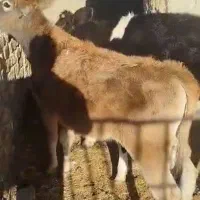 سه رس گوساله ماده درجه یک برانسویسی...