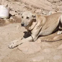 سگ افغانی