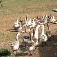 غازهای دورگه ارگانیگ سنگین وزن