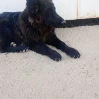 شاه توله ژرمن بلک نرر کرمان|سگ|کرمان, |دیوار