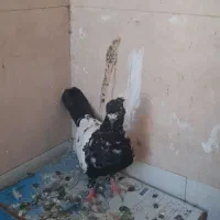سینه سیاه|پرنده|شیراز, حومه شیراز|دیوار