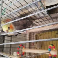 عروس هلندی|پرنده|صدرا-فارس, فاز ۱|دیوار