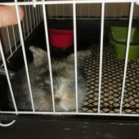 خرگوش لوپ اصلی