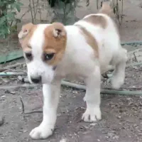 واگذاری آلابای سنگین وزن نگهبان و گله|سگ|رشت, ترمینال|دیوار