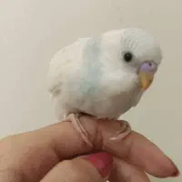 جوجه مرغ عشق