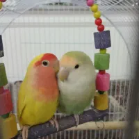 کوتوله برزیلی