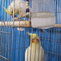 دوعدد با هم بفروش میرسد