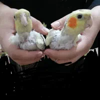 طوطی جوجه|پرنده|قم, بنیاد|دیوار